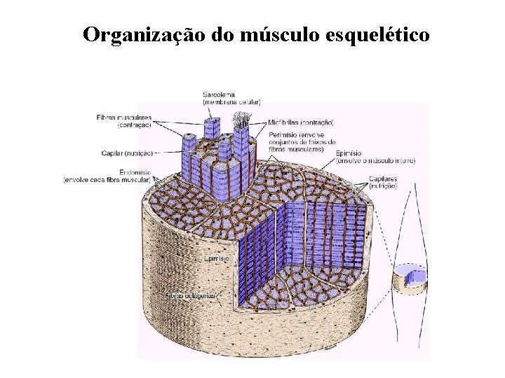 Organização do músculo esquelético 