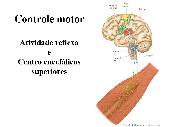 Controle motor Atividade reflexa e Centro encefálicos superiores 