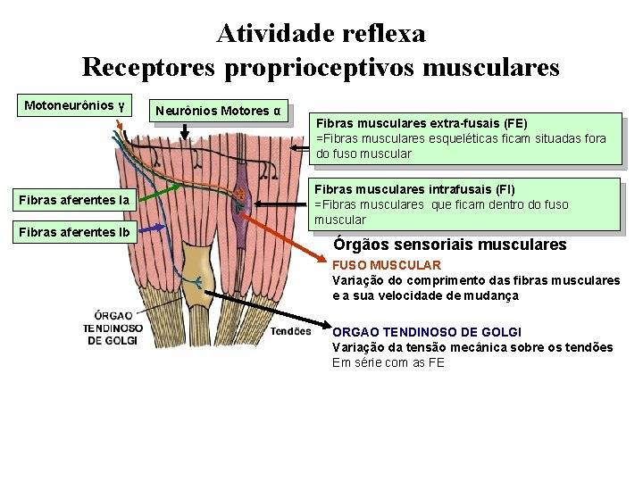 Atividade reflexa Receptores proprioceptivos musculares Motoneurônios γ Fibras aferentes Ia Fibras aferentes Ib Neurônios