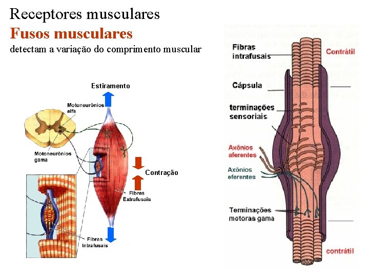 Receptores musculares Fusos musculares detectam a variação do comprimento muscular Estiramento Contração 