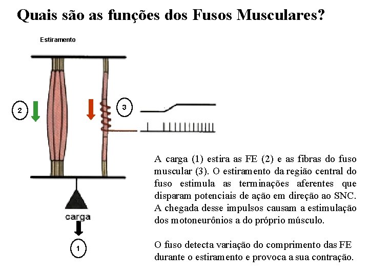 Quais são as funções dos Fusos Musculares? Estiramento 3 2 A carga (1) estira