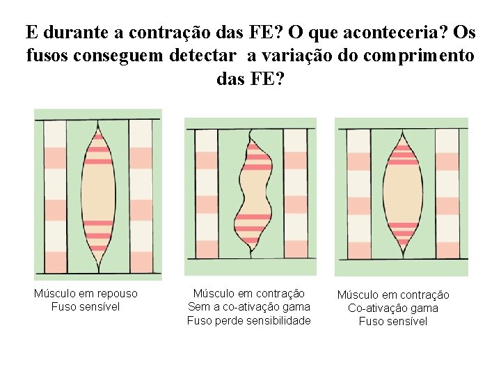 E durante a contração das FE? O que aconteceria? Os fusos conseguem detectar a