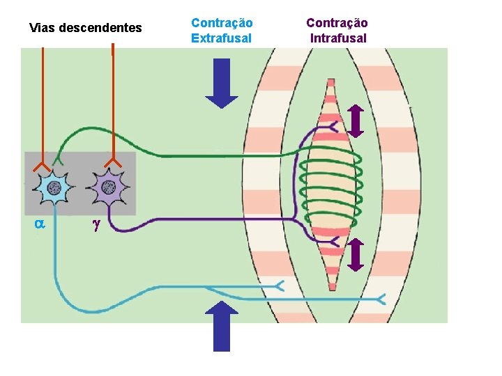 Vias descendentes a g Contração Extrafusal Contração Intrafusal 