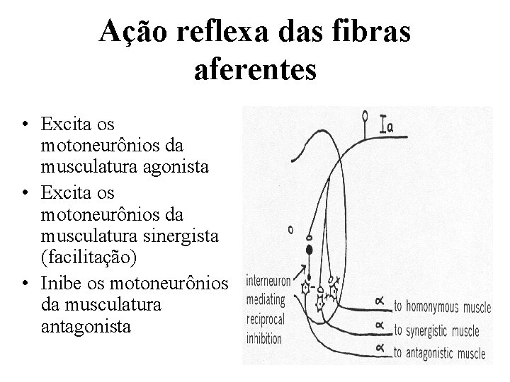 Ação reflexa das fibras aferentes • Excita os motoneurônios da musculatura agonista • Excita