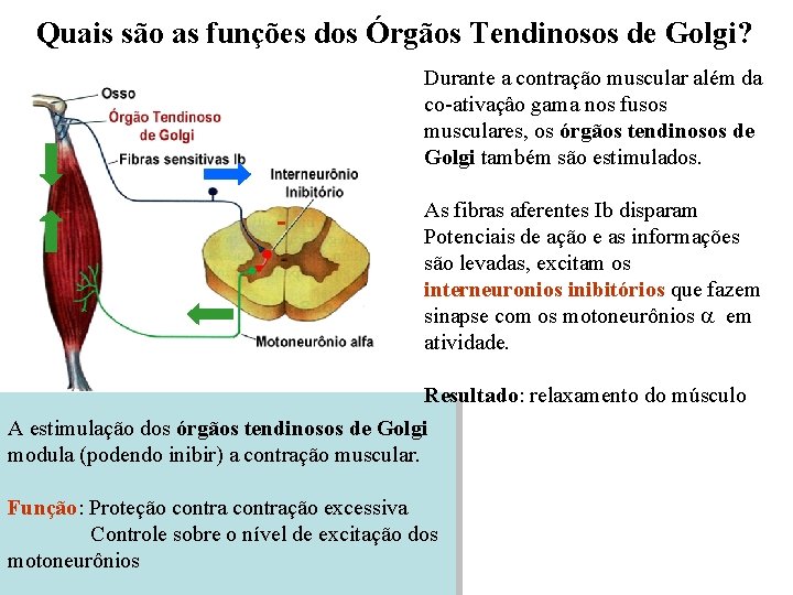 Quais são as funções dos Órgãos Tendinosos de Golgi? Durante a contração muscular além