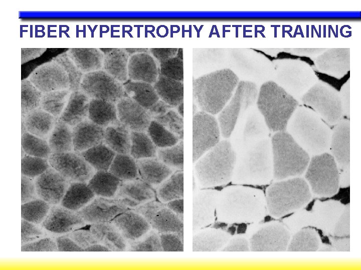 FIBER HYPERTROPHY AFTER TRAINING 