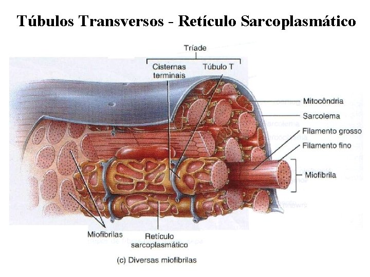 Túbulos Transversos - Retículo Sarcoplasmático 