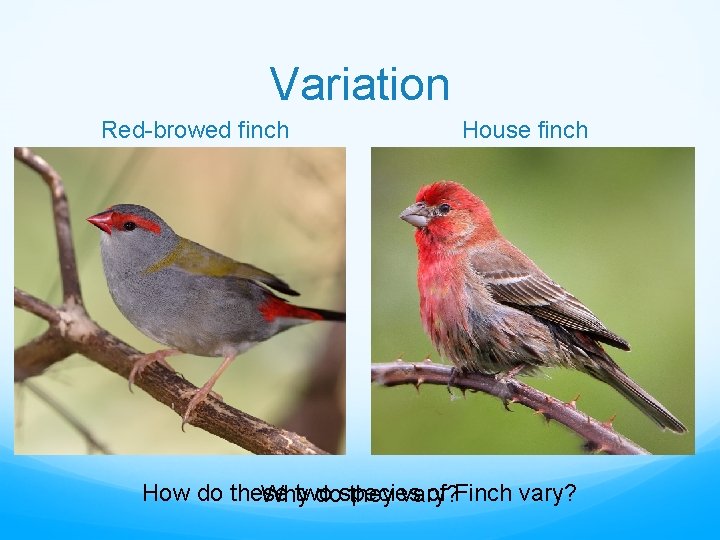 Variation Red-browed finch House finch How do these two of Finch vary? Why dospecies