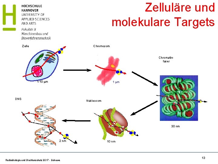 Zelluläre und molekulare Targets Zelle Chromosom Chromatinfaser 1 -10 m 1 m DNS Nukleosom