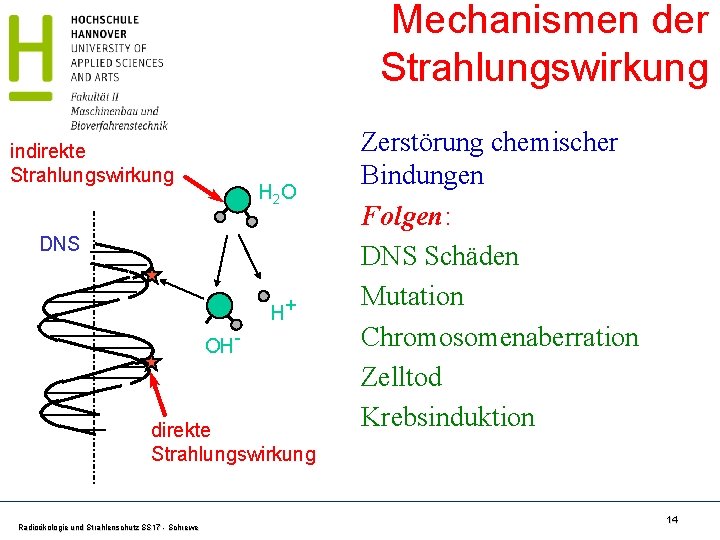 Mechanismen der Strahlungswirkung indirekte Strahlungswirkung H 2 O DNS H+ OH- direkte Strahlungswirkung Radioökologie