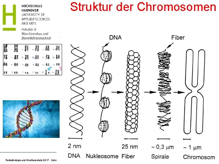 Struktur der Chromosomen Radioökologie und Strahlenschutz SS 17 - Schrewe 18 