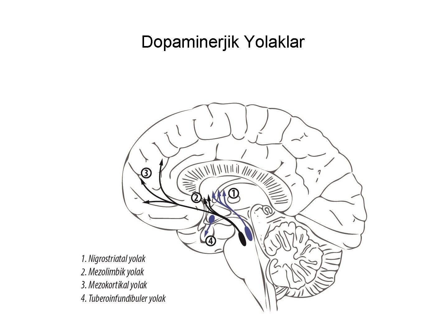 Dopaminerjik Yolaklar 