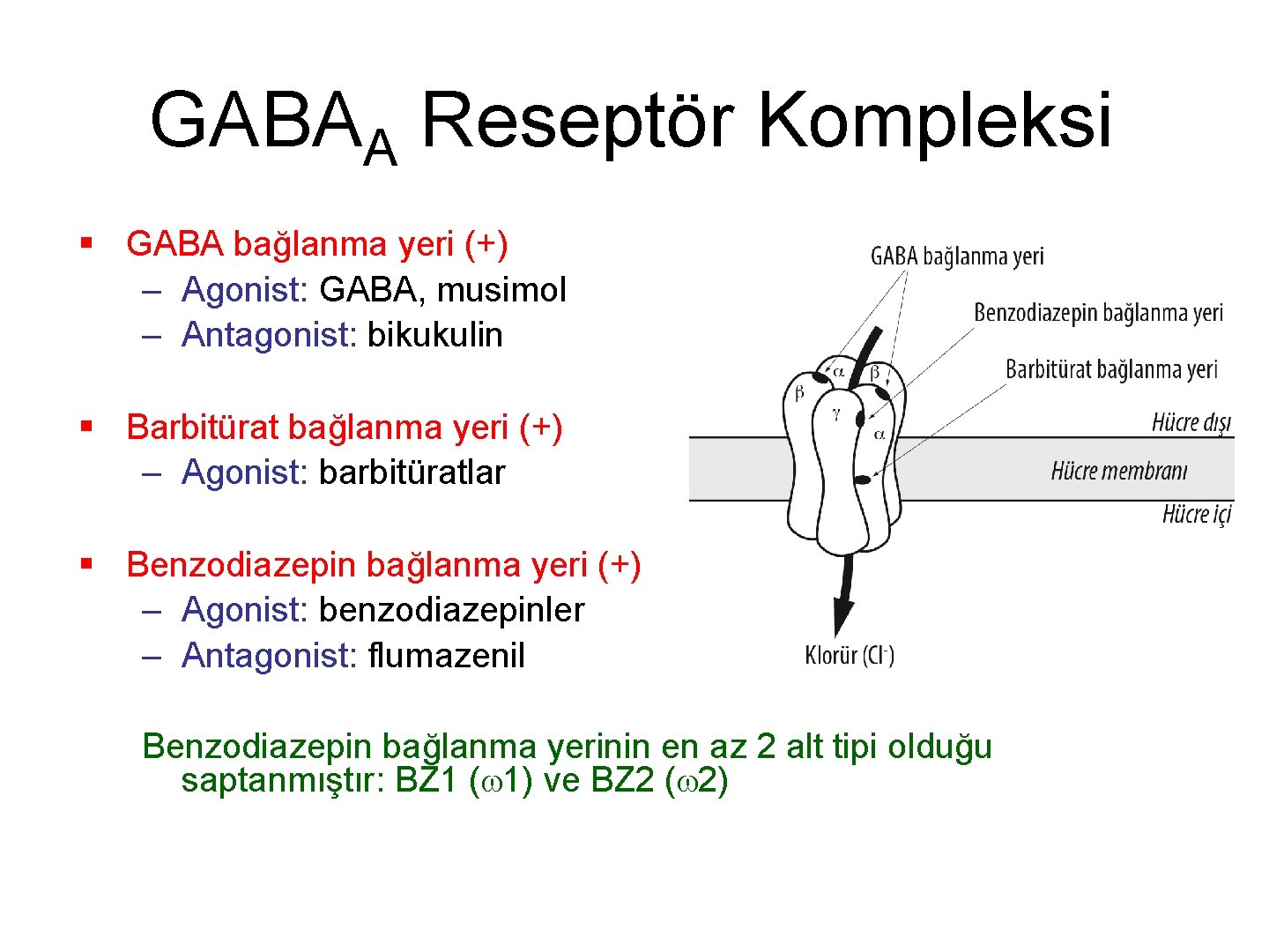 GABAA Reseptör Kompleksi § GABA bağlanma yeri (+) – Agonist: GABA, musimol – Antagonist: