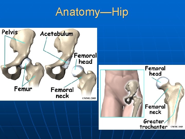 Anatomy—Hip 