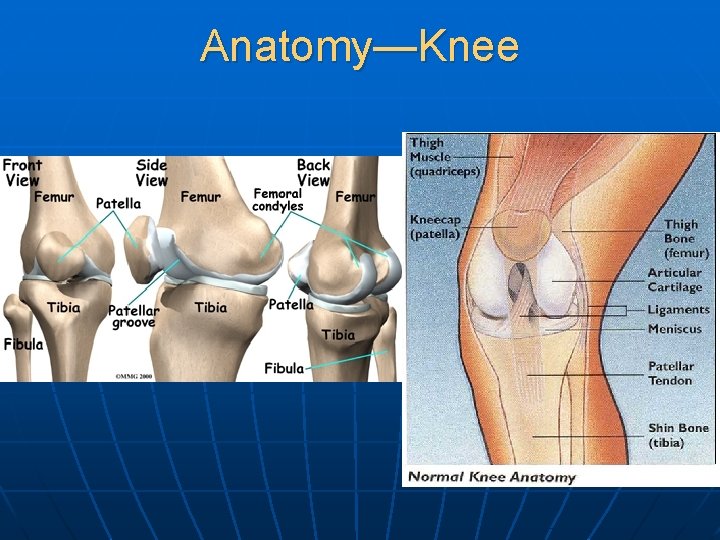 Anatomy—Knee 
