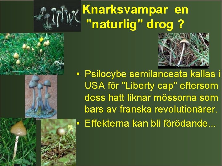 Knarksvampar en "naturlig" drog ? • Psilocybe semilanceata kallas i USA för "Liberty cap"