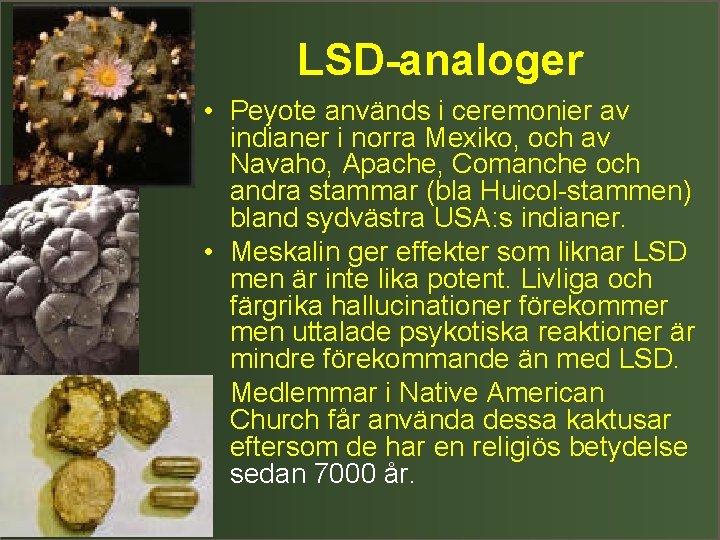 LSD-analoger • Peyote används i ceremonier av indianer i norra Mexiko, och av Navaho,