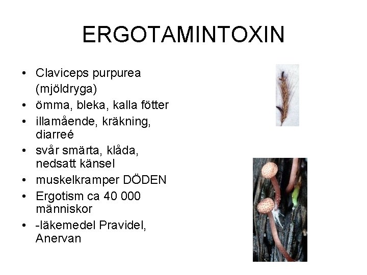 ERGOTAMINTOXIN • Claviceps purpurea (mjöldryga) • ömma, bleka, kalla fötter • illamående, kräkning, diarreé