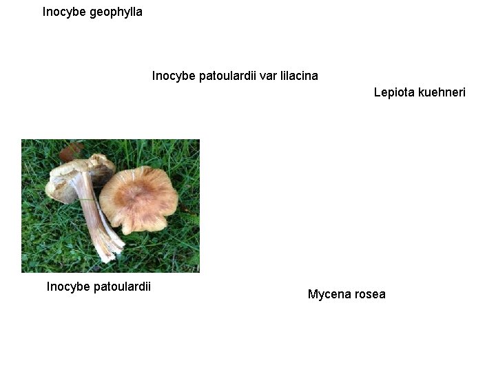 Inocybe geophylla Inocybe patoulardii var lilacina Lepiota kuehneri Inocybe patoulardii Mycena rosea 