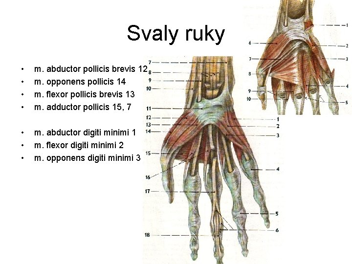 Svaly ruky • • m. abductor pollicis brevis 12 m. opponens pollicis 14 m.