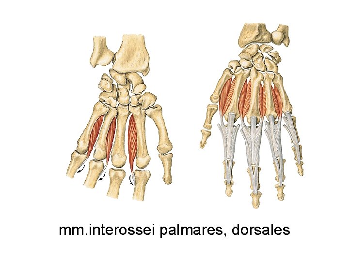 mm. interossei palmares, dorsales 