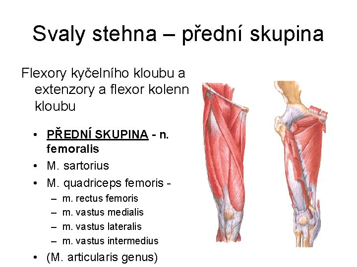 Svaly stehna – přední skupina Flexory kyčelního kloubu a extenzory a flexor kolenního kloubu