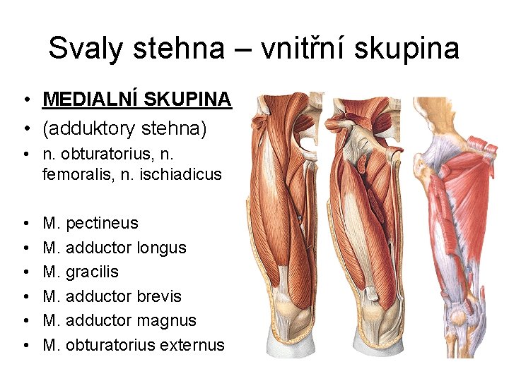 Svaly stehna – vnitřní skupina • MEDIALNÍ SKUPINA • (adduktory stehna) • n. obturatorius,
