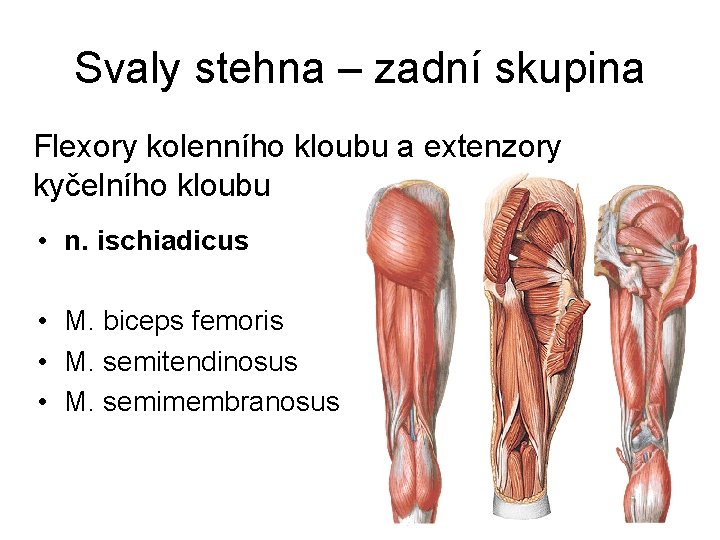 Svaly stehna – zadní skupina Flexory kolenního kloubu a extenzory kyčelního kloubu • n.