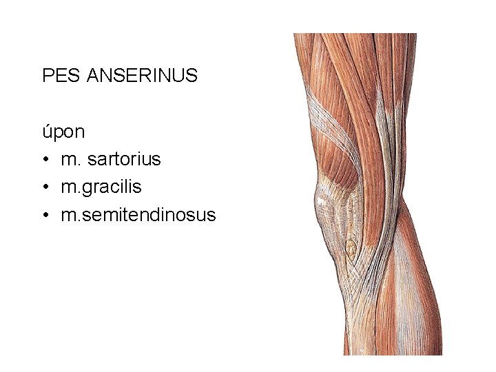 PES ANSERINUS úpon • m. sartorius • m. gracilis • m. semitendinosus 