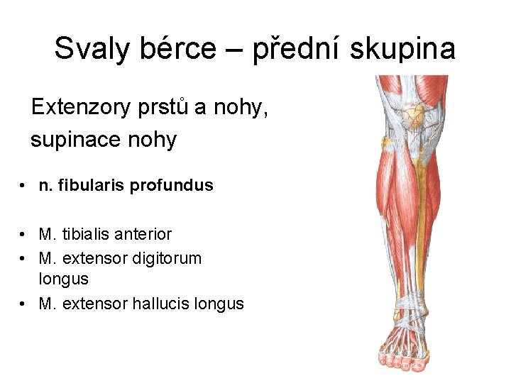 Svaly bérce – přední skupina Extenzory prstů a nohy, supinace nohy • n. fibularis
