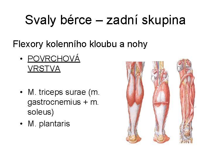 Svaly bérce – zadní skupina Flexory kolenního kloubu a nohy • POVRCHOVÁ VRSTVA •