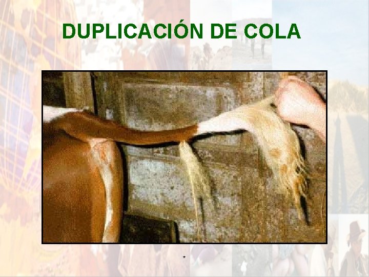 DUPLICACIÓN DE COLA * DUPLICACIÓN DE COLA *