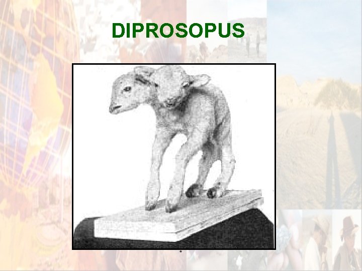 DIPROSOPUS * DIPROSOPUS *