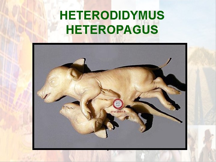 HETERODIDYMUS HETEROPAGUS * HETERODIDYMUS HETEROPAGUS *