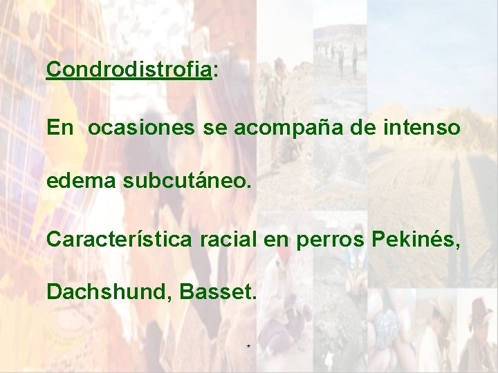 Condrodistrofia: En ocasiones se acompaña de intenso edema subcutáneo. Característica racial en perros Pekinés, Condrodistrofia: En ocasiones se acompaña de intenso edema subcutáneo. Característica racial en perros Pekinés,