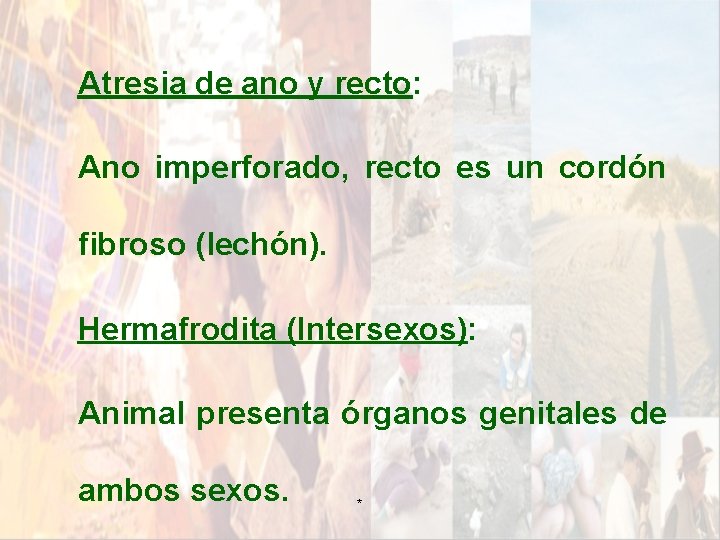 Atresia de ano y recto: Ano imperforado, recto es un cordón fibroso (lechón). Hermafrodita Atresia de ano y recto: Ano imperforado, recto es un cordón fibroso (lechón). Hermafrodita