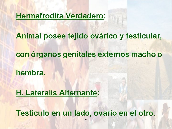 Hermafrodita Verdadero: Animal posee tejido ovárico y testicular, con órganos genitales externos macho o Hermafrodita Verdadero: Animal posee tejido ovárico y testicular, con órganos genitales externos macho o