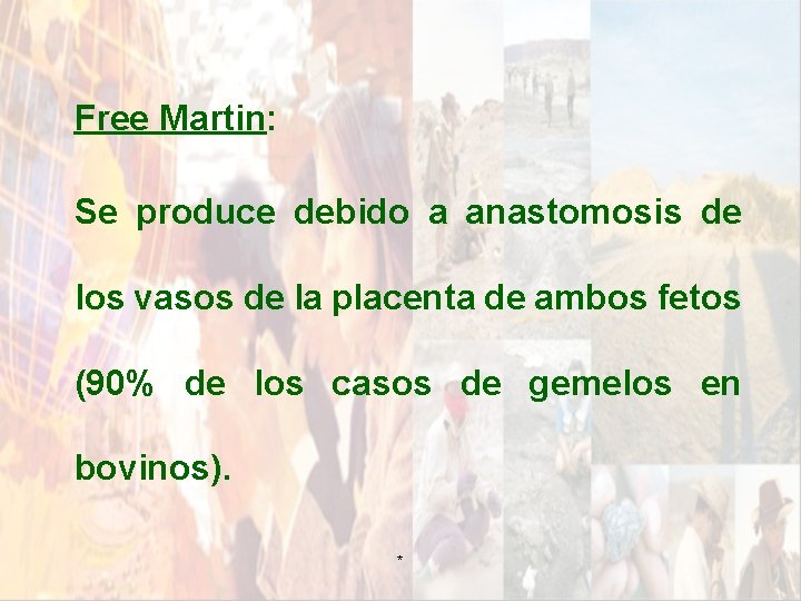 Free Martin: Se produce debido a anastomosis de los vasos de la placenta de Free Martin: Se produce debido a anastomosis de los vasos de la placenta de
