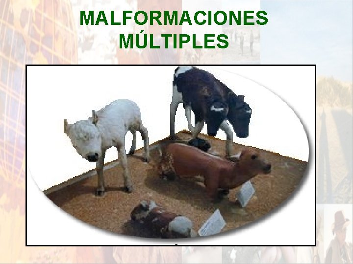 MALFORMACIONES MÚLTIPLES * MALFORMACIONES MÚLTIPLES *