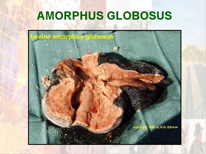 AMORPHUS GLOBOSUS * AMORPHUS GLOBOSUS *