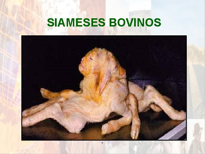SIAMESES BOVINOS * SIAMESES BOVINOS *