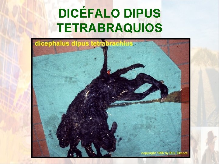 DICÉFALO DIPUS TETRABRAQUIOS * DICÉFALO DIPUS TETRABRAQUIOS *