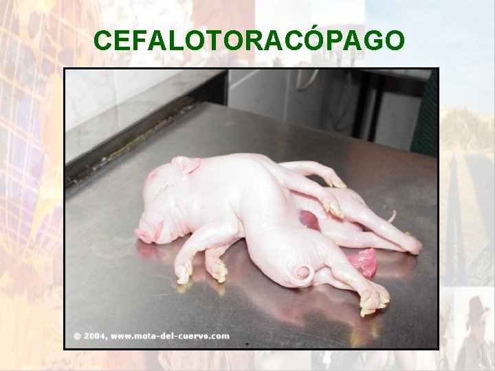 CEFALOTORACÓPAGO * CEFALOTORACÓPAGO *