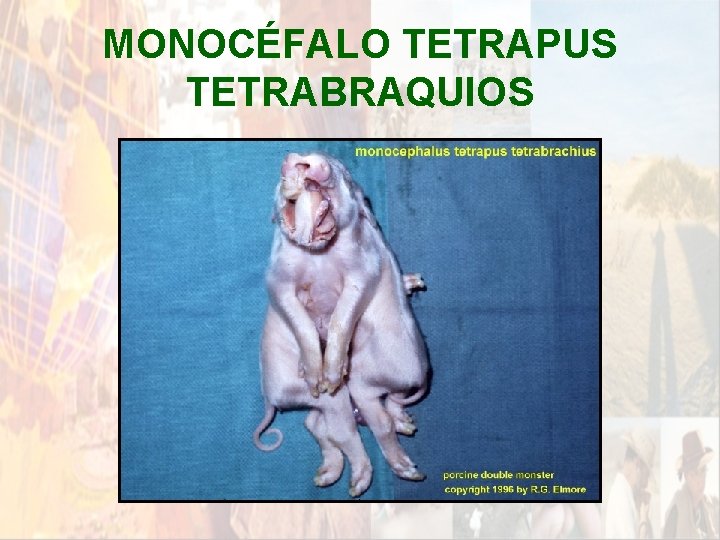 MONOCÉFALO TETRAPUS TETRABRAQUIOS * MONOCÉFALO TETRAPUS TETRABRAQUIOS *