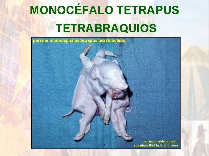 MONOCÉFALO TETRAPUS TETRABRAQUIOS * MONOCÉFALO TETRAPUS TETRABRAQUIOS *