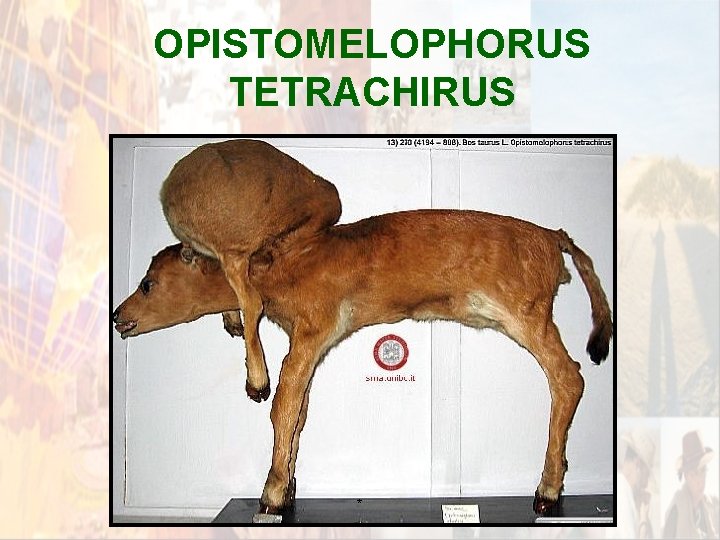OPISTOMELOPHORUS TETRACHIRUS * OPISTOMELOPHORUS TETRACHIRUS *