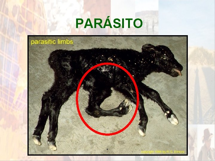 PARÁSITO * PARÁSITO *