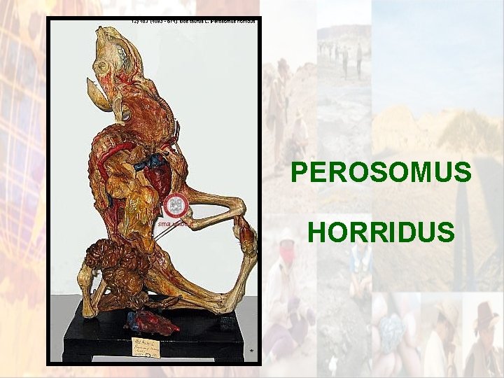 PEROSOMUS HORRIDUS * PEROSOMUS HORRIDUS *