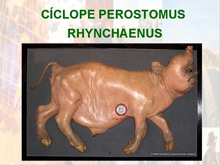 CÍCLOPE PEROSTOMUS RHYNCHAENUS * CÍCLOPE PEROSTOMUS RHYNCHAENUS *