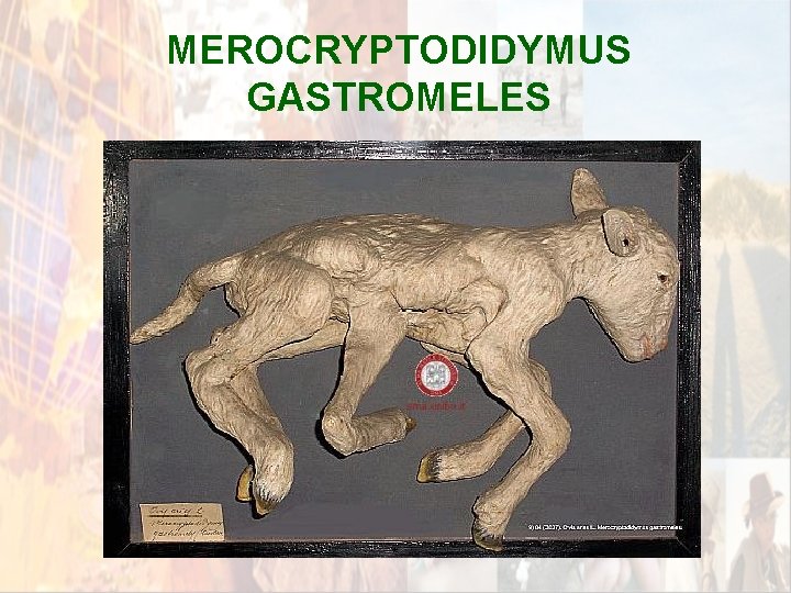 MEROCRYPTODIDYMUS GASTROMELES * MEROCRYPTODIDYMUS GASTROMELES *